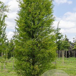 Metasequoia glyptostroboides 16-18 cm draadkluit geveerd