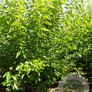 Morus alba 'Fruitless' 300-350 cm draadkluit meerstammig