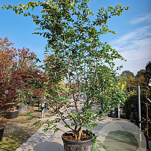 Parrotia persica 250-300 cm container meerstammig