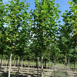 Platanus hisp. 'Pyramidalis' 12-14 HO draadkluit