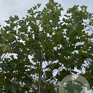 Platanus hisp. 'Pyramidalis' 16-18 HO draadkluit