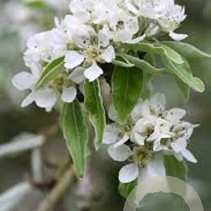 Pyrus nivalis 200-250 cm cont. 110L meerstammig