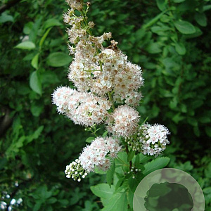 Spiraea latifolia 40-60 cm wortelgoed