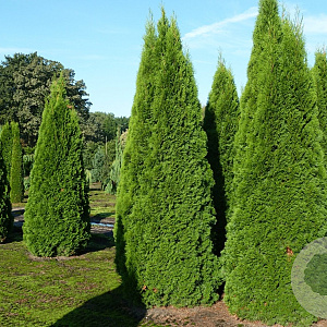 Thuja occ. 'Smaragd' 275-300 cm draadkluit