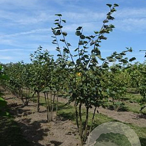Tilia cordata 300-350 cm draadkluit meerstammig