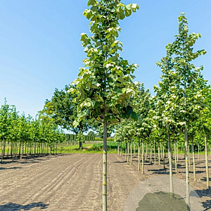 Tilia tomentosa 'Brabant' 16-18 HO draadkluit