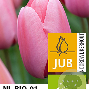 Tulipa 'Pink Impression' 11-12 cm verpakt per 100