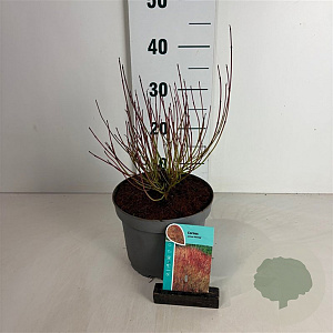 Cornus sericea 'Kelseyi' 30-40 cm 3,5L
