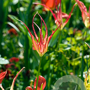 Tulipa acuminata GM verpakt per 100