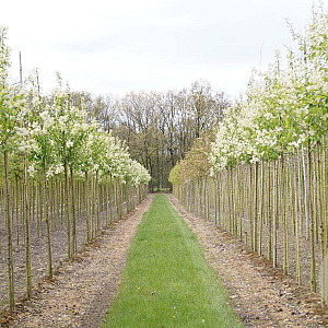 Prunus maackii 'Amber Beauty' 10-12 HO draadkluit