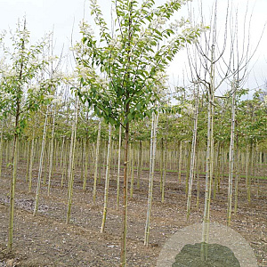 Prunus maackii 'Amber Beauty' 12-14 HO draadkluit