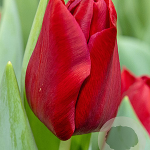 Tulipa Dynamo 12 cm verpakt per 100