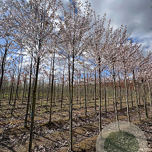 Prunus 'Pandora' 12-14 HO draadkluit