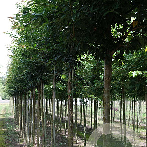 Prunus 'Pandora' 14-16 HO draadkluit