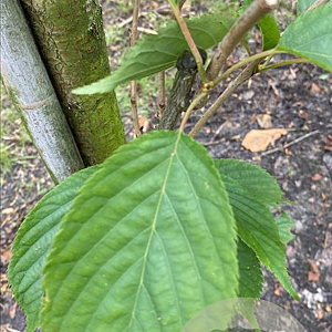 Prunus ser. 'Amanogawa' 10-12 cm draadkluit geveerd