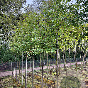 Prunus 'Umineko' 10-12 HO draadkluit