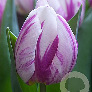 Tulipa Flaming Prince 11-12 cm verpakt per 100
