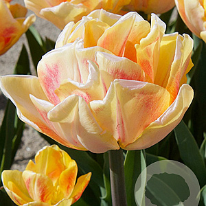 Tulipa Foxy Foxtrot 11-12 cm verpakt per 100