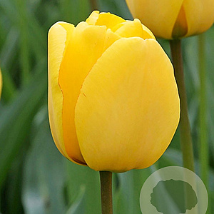 Tulipa Golden Oxford 12 cm verpakt per 100