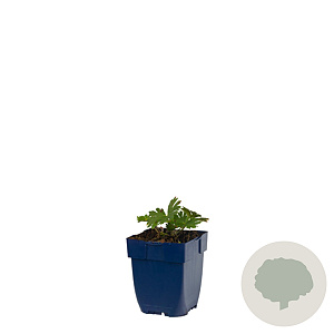 Geranium 'Tiny Monster' GM  P11