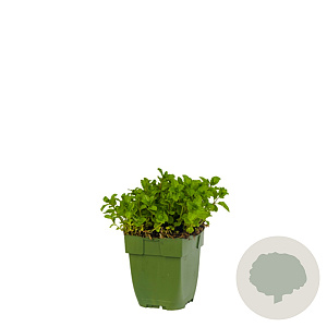 Mentha spicata 'Moroccan' GM  P11