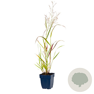Panicum virgatum 'Squaw' GM  P11