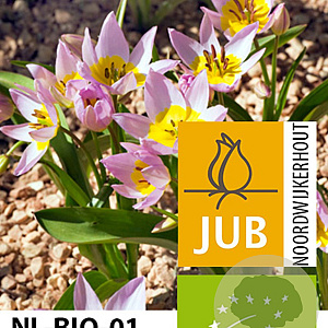 Tulipa saxatilis verpakt per 100