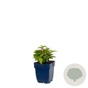 Tricyrtis hirta GM  P11