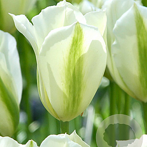 Tulipa Spring Green 11-12 cm verpakt per 100