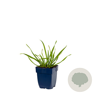 Allium senescens GM  P11