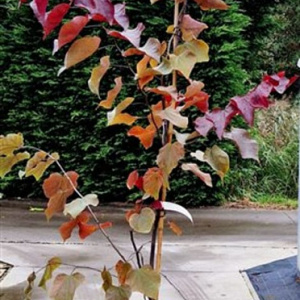 Cercis can. 'Forest Pansy' 175-200 cm 15L