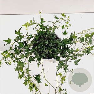 Hedera hel. 'Miniature Needlepoint' 30-40 cm 2,5L