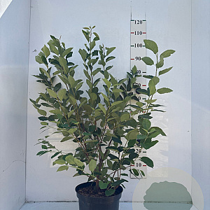 Amelanchier lamarckii 80-100 cm 10L struik