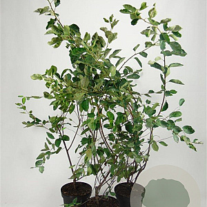 Amelanchier lamarckii 100-125 cm 7,5L solitair