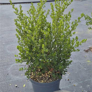 Ceanothus impressus 'Victoria' 50-60 cm 10L