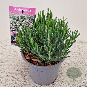 Andromeda polifolia 'Compacta' 12-15 cm 2,5L