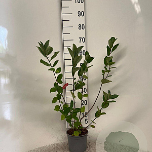 Aronia melanocarpa 40-60 cm 2,0L