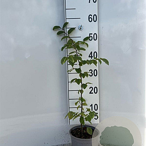 Carpinus betulus 40-60 cm 2,0L