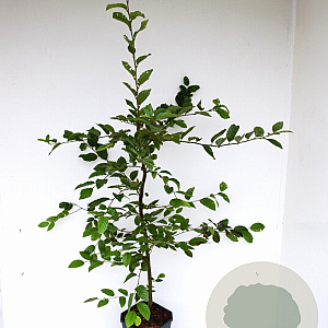 Carpinus betulus 80-100 cm 5,0L geveerd