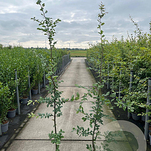 Carpinus betulus 150-175 cm 5,0L