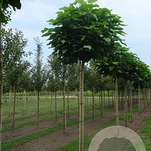 Catalpa bignonioides 'Nana' 14-16 cm draadkluit 225 cm stam boven vered.