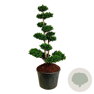 Chamaecyparis p. 'Teddy Bear' 150-175 cm cont. 130L bonsai