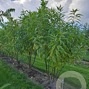 Chitalpa tashk. Summer Bells 200-250 cm draadkluit meerstammig