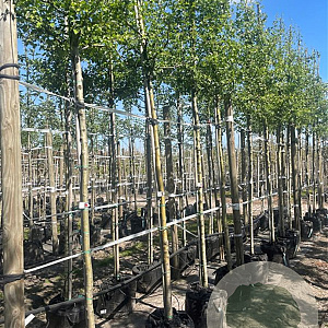 Crataegus monogyna 10-12 HO draadkluit