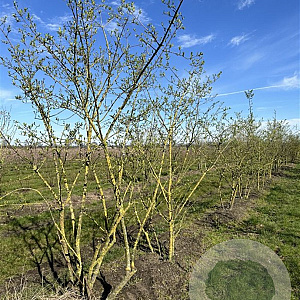 Euonymus europaeus 175-200 cm draadkluit meerstammig