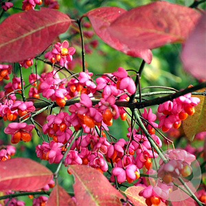 Euonymus europaeus 175-200 cm draadkluit meerstammig
