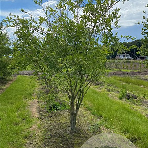 Euonymus europaeus 175-200 cm draadkluit meerstammig
