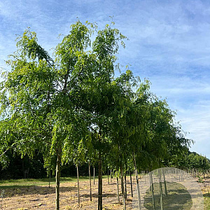 Gleditsia triac. 'Skyline' 14-16 HO draadkluit