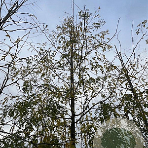 Gleditsia triac. 'Skyline' 14-16 HO draadkluit