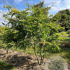 Gleditsia triac. 'Sunburst' 250-300 cm draadkluit meerstammig